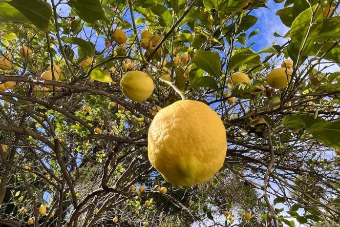 A lemon tree viewed from beneath. A large, ripe lemon looms in the foreground, drooping from a thatch of leafy branches.
