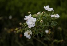 A cluster of white flowers and green leaves.