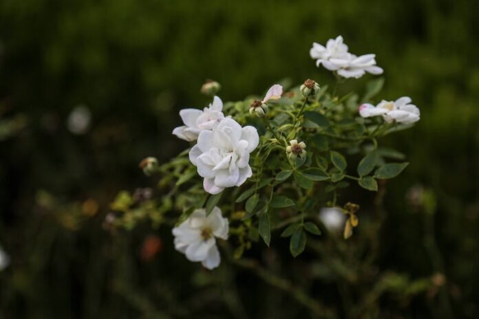 A cluster of white flowers and green leaves.