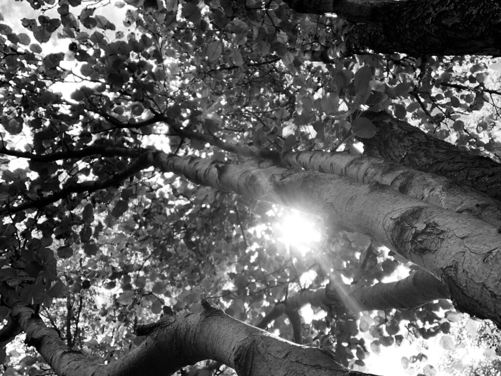 A black and white image taken from below of the sun filtering through a tree.