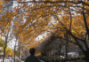 Falling An individual walking down a city sidewalk with their back to the camera looks up at overhanging tree branches covered in bright yellow leaves.