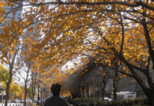 Falling An individual walking down a city sidewalk with their back to the camera looks up at overhanging tree branches covered in bright yellow leaves.