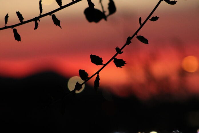 Hiding In The Light Two leafy branches silhouetted against a blurry orange sunset.