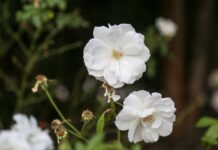 Dormant Two white flowers stand alone against blurry background.