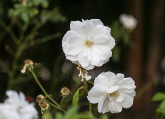Dormant Two white flowers stand alone against blurry background.