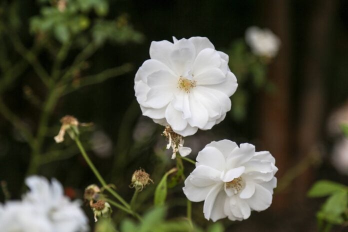 Untitled Two white flowers stand alone against blurry background.