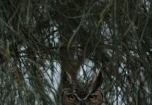A brown owl hidden among pine boughs.