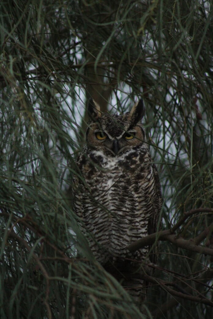 A brown owl hidden among pine boughs.
