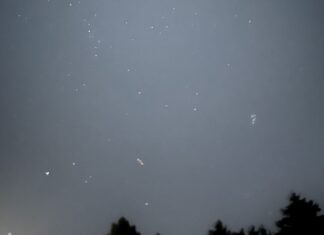 The Favorite Child A grey night sky is filled with scattered stars. Silhouettes of tree tops line the bottom.