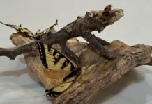 2 swallowtail butterflies positioned on a piece of wood in front of a white background.