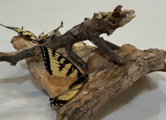 2 swallowtail butterflies positioned on a piece of wood in front of a white background.
