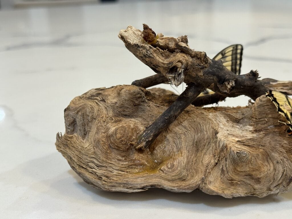 A large piece of wood with small portions of swallowtail butterfly wings visible through the branch.