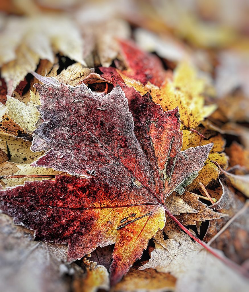 A red and orange fall leaf with a layer of light frost lies in a leaf pile.