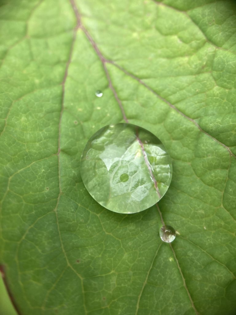 A full raindrop sits on a veiny green leaf.